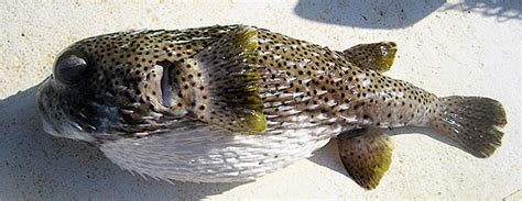 Porcupinefish – Discover Fishes .